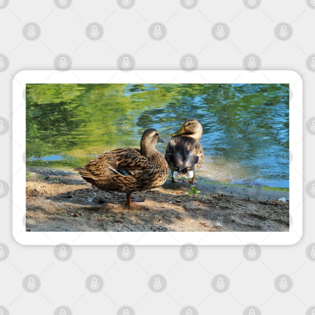 Mallard Ducks On The Beach Sticker by BackyardBirder